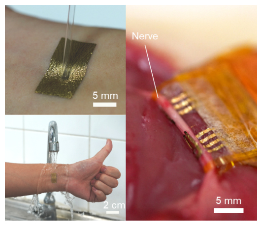 理化学研究所　ヒトの皮膚（左）やラットの神経（右）に貼り付けた極薄伸縮性導体（金色の部分） 背景　月刊ソフトマター
